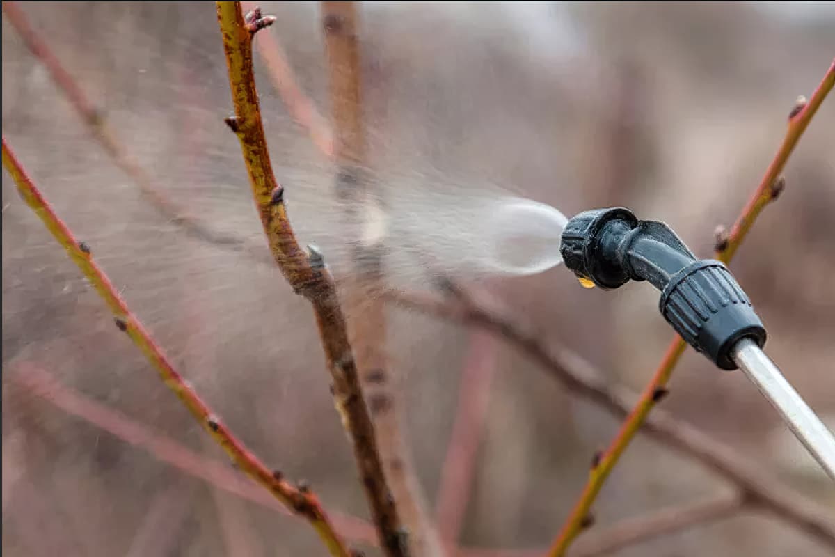Doba zpracování určuje výnos. Pokud odložíte postřik ovocných stromů, přijdete o úrodu.