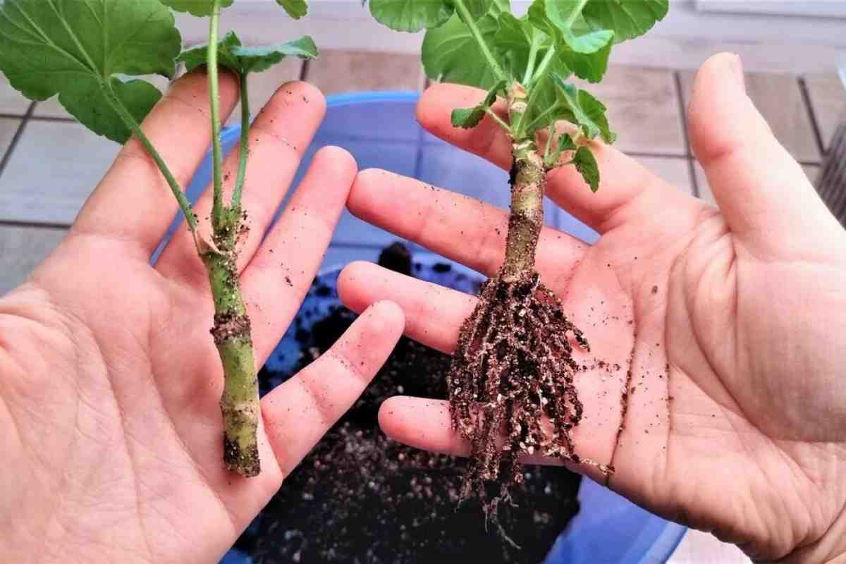 Geranium už není tak rozmarné: schéma množení řízky, které lze snadno zopakovat doma