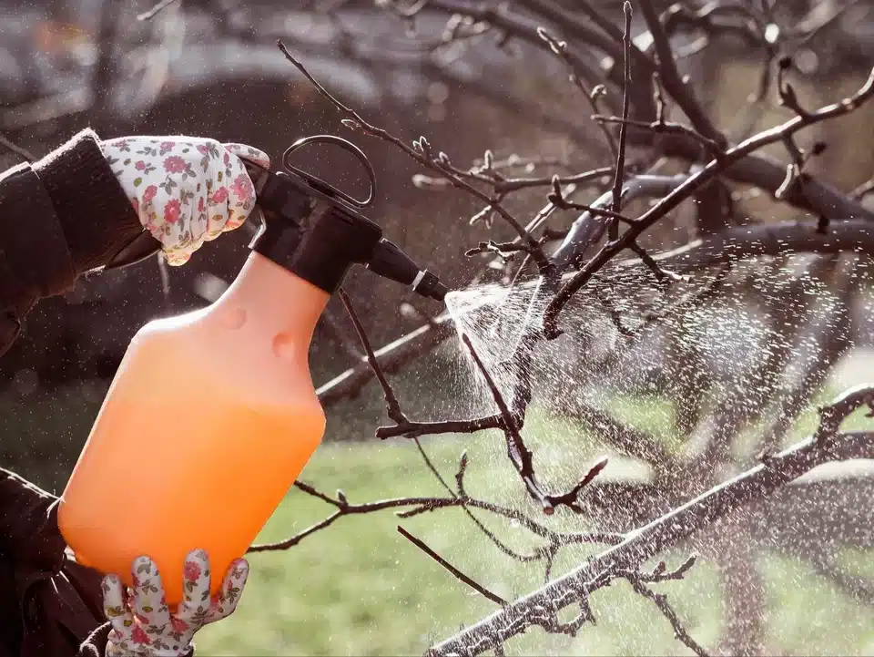 Doba zpracování určuje výnos. Pokud odložíte postřik ovocných stromů, přijdete o úrodu.