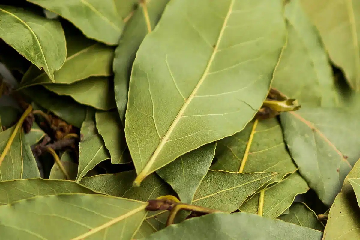 4 přírodní vůně, které v zimě ochrání váš dům před hlodavci