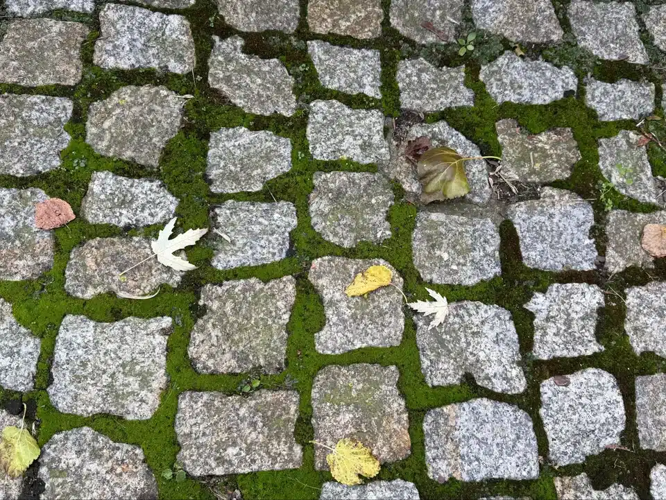 Nalijte do květináče 4 sklenice vody a udělejte to v únoru. Mech na kostce zmizí dříve, než stihnete vytáhnout štětec.