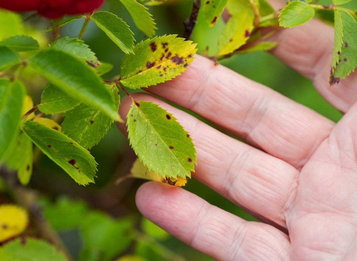 Přírodní prostředek proti černé skvrnitosti růží. Používejte v zahradě od časného jara.