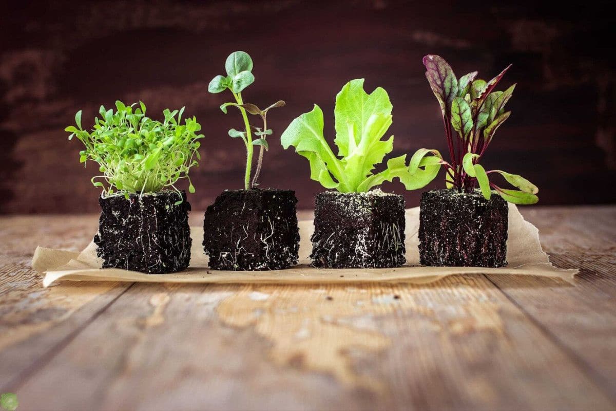 Zahradničení v lednu: Nevyhazujte staré noviny, mají tajnou funkci – nahrazují plast a chrání vaše rostliny.