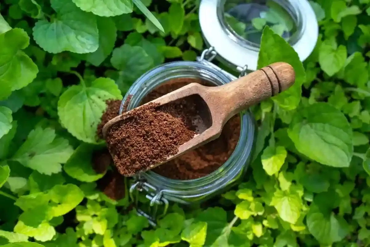 Proč byste nikdy neměli vyhazovat kávovou sedlinu: přírodní stimulátor růstu pro vaši zahradu