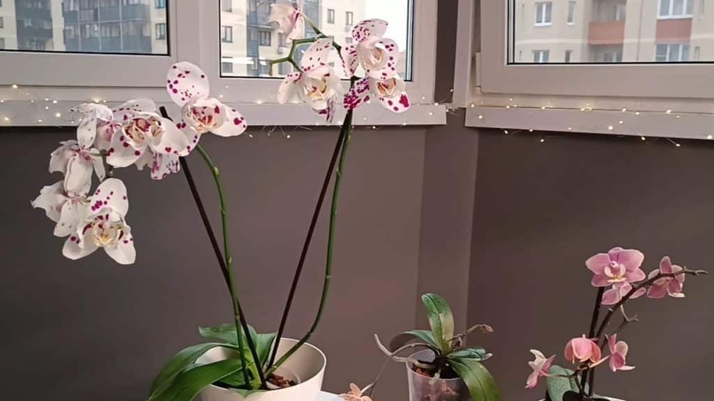 Vezměte 1 čajovou lžičku přípravku a zalijte jím zvadlé orchideje na parapetu. Za pouhé dva týdny se objeví poupata a květina bude krásnější než ta, kterou prodávají v květinářství. Péče o orchideje