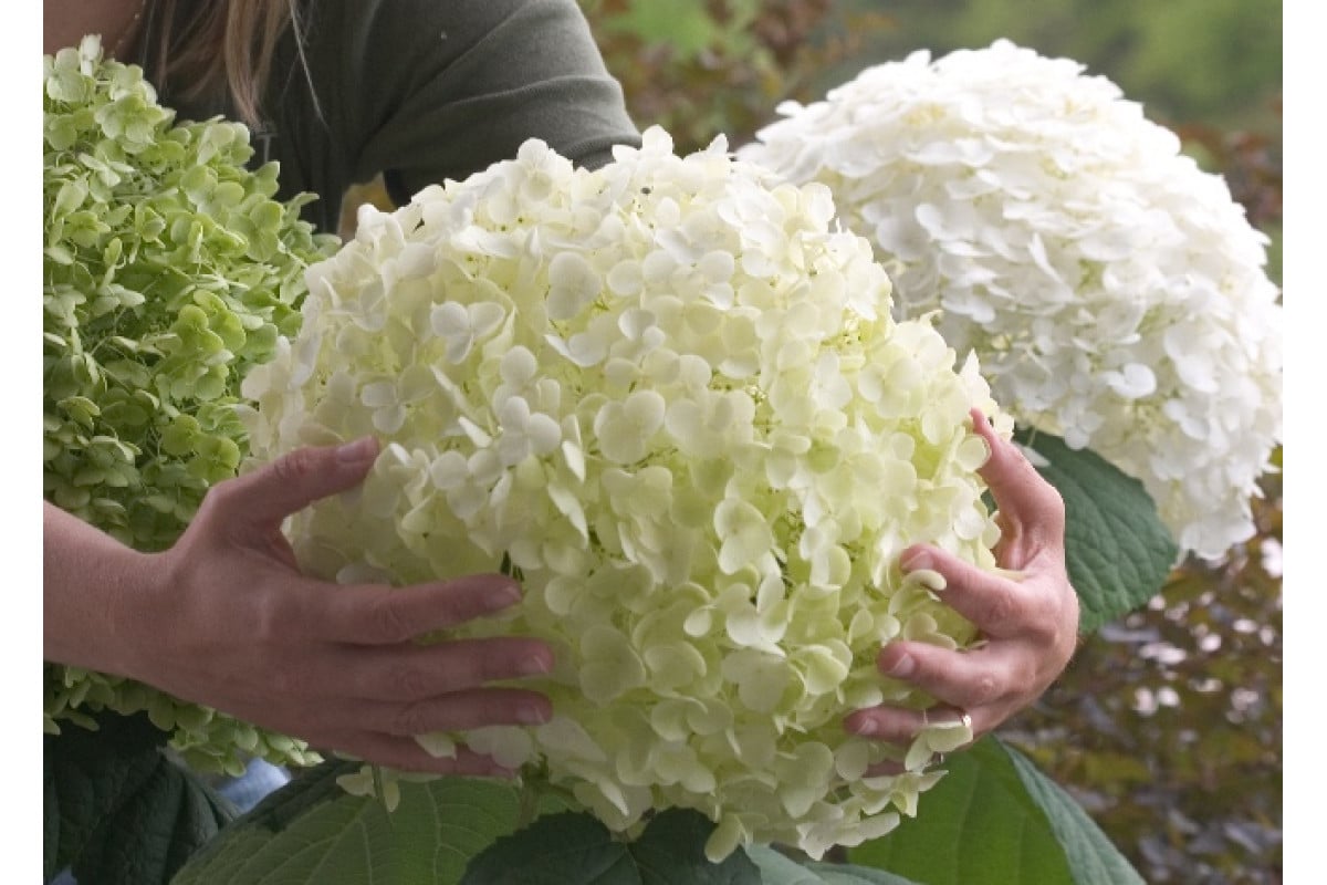 Vaše hortenzie vypadá smutně? Stačí jedna lžíce tohoto kuchyňského odpadu a oživí ji.