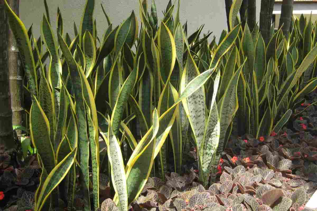 Sansevieria je „železná rostlina“. V zimě však trpí častou chybou.