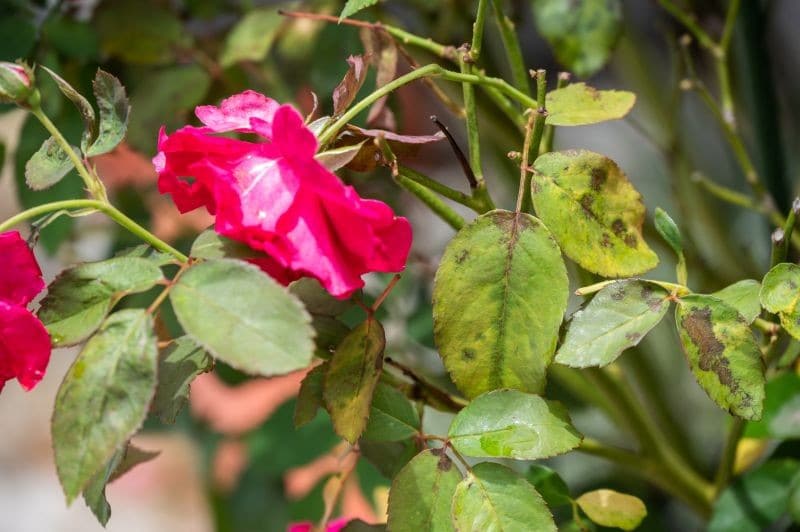 Přírodní prostředek proti černé skvrnitosti růží. Používejte v zahradě od časného jara.