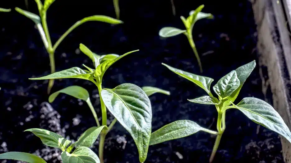 Kdy zasít papriku? Čas je rozhodující.