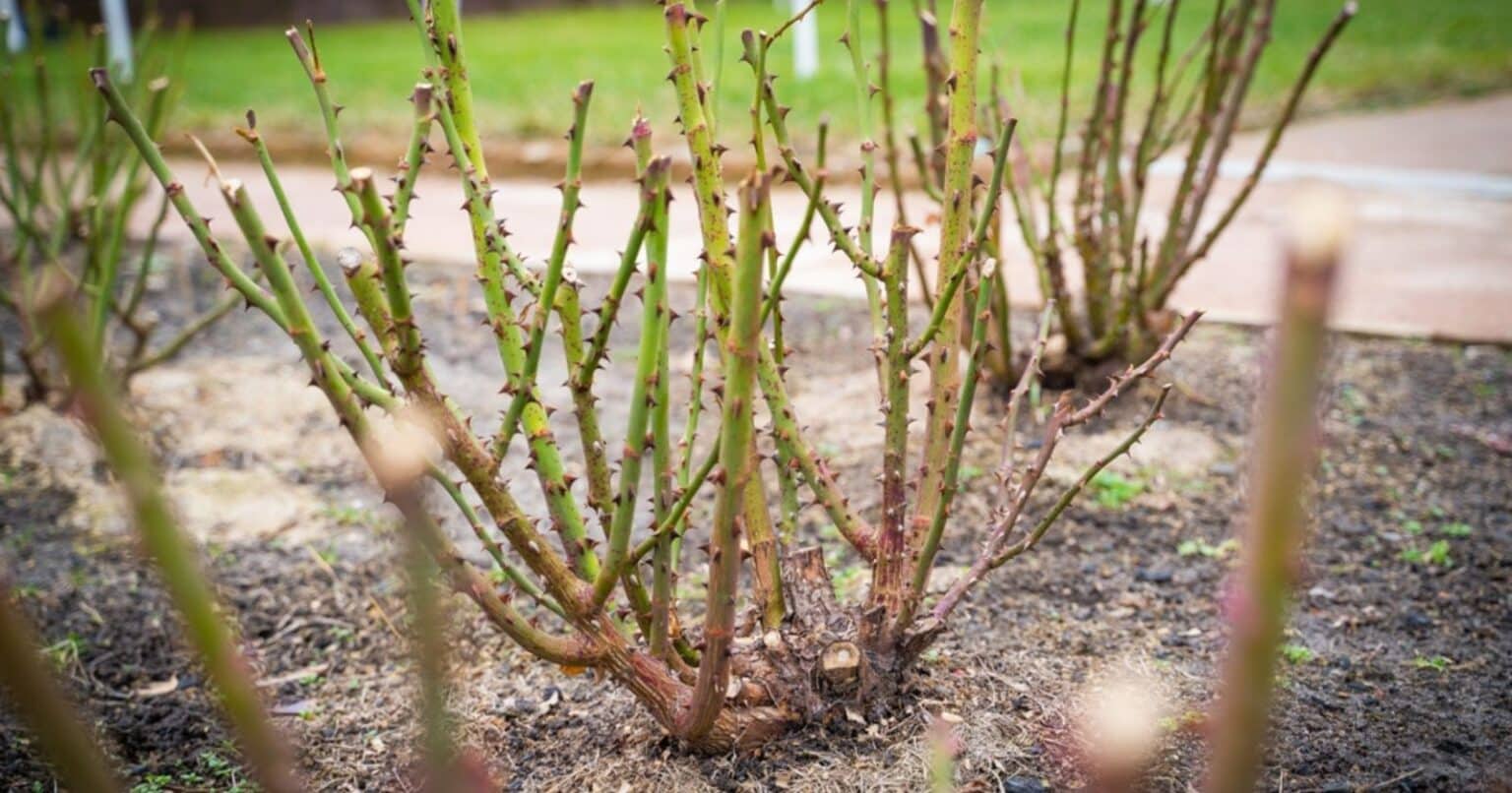 Prořezávání růží: stříhejte je kratší! Radikální rada pro bohaté kvetení.