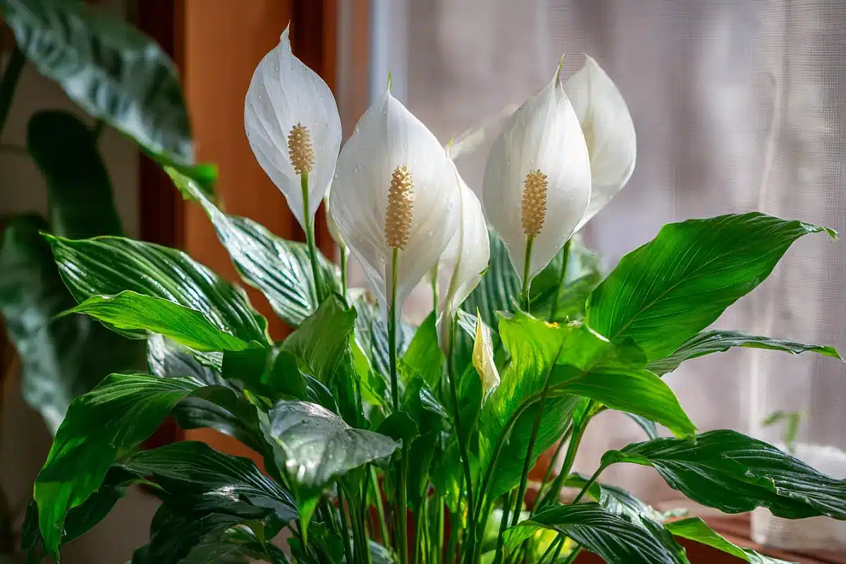 Proč spathiphyllum stále nechce kvést? Chyby, které dělá téměř každý