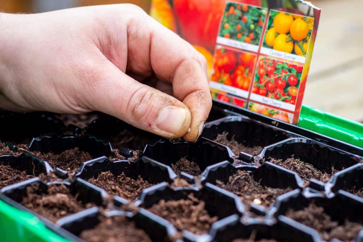 Kdy zasít rajčata? Už začaly