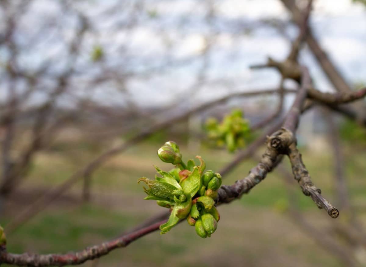 Pověste jej na větev nebo rozsypejte pod stromy. Chrání půdu, zadržuje vlhkost a odpuzuje škůdce.