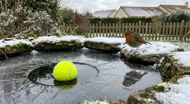 Položte tenisový míček do své zahrady do konce týdne: čeká vás příjemné překvapení.