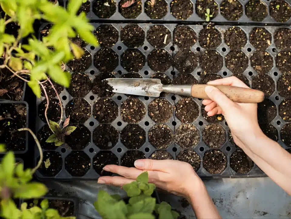 Pepř nevyklíčí? Půda je příliš studená.