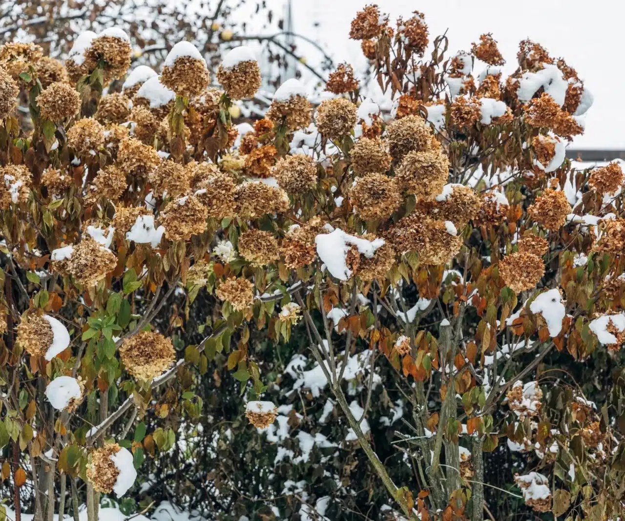 Nyní zahradníci dělají totéž s hortenziemi! To umožňuje prázdným stonkům kvést na jaře a tvořit kulovité květenství. Péče o hortenzie: keře kvetoucí na jaře.
