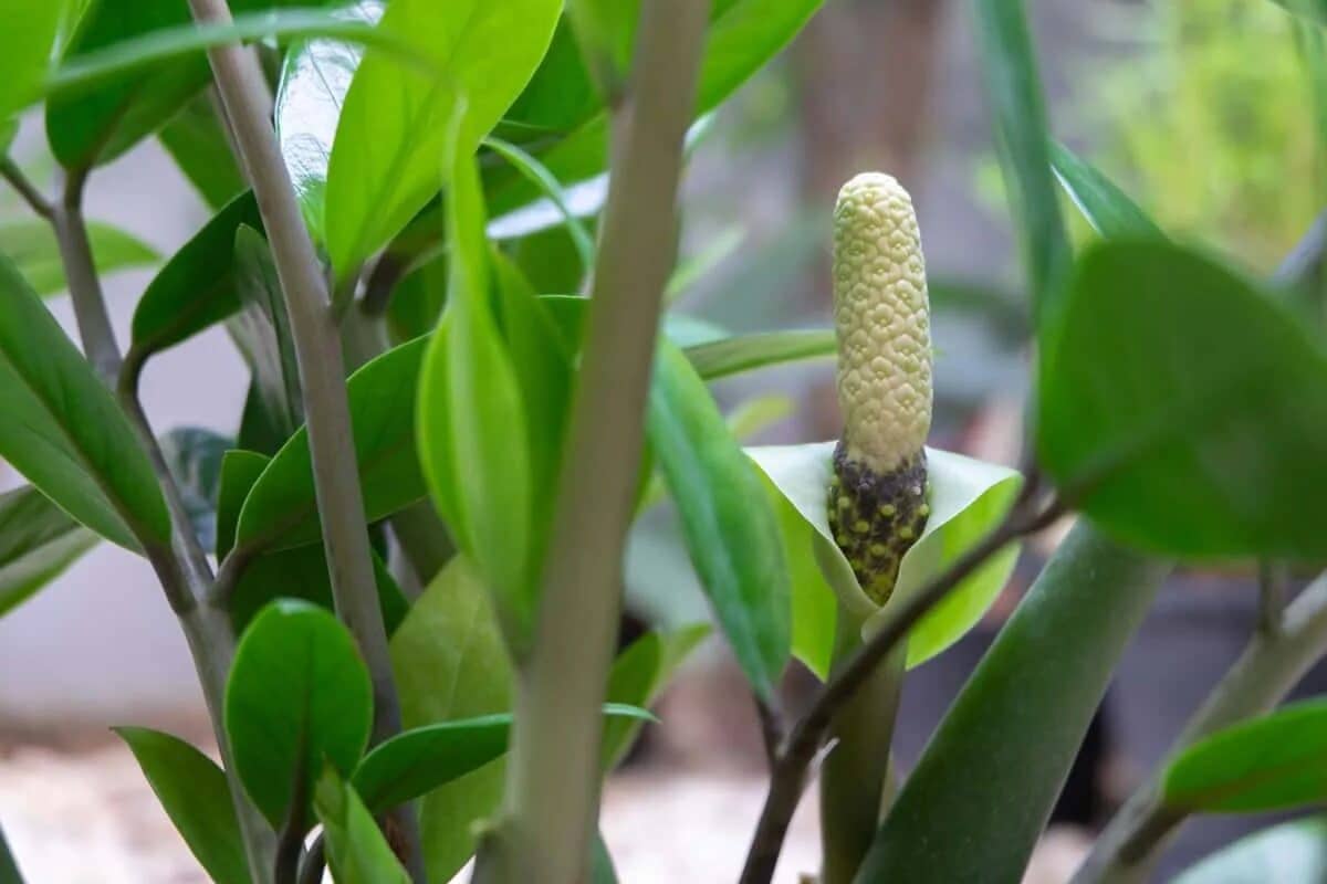 Nalijte směs do květináče se zamioculcasem. Nové listy se rychle objeví.