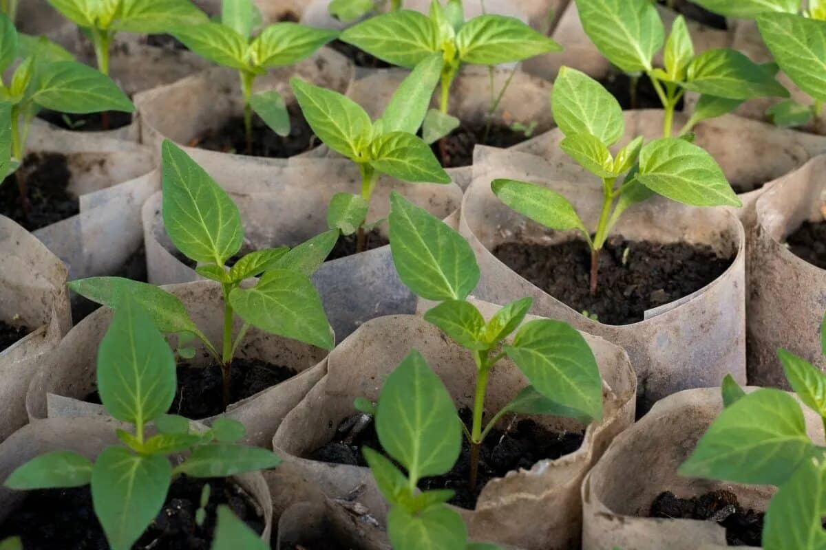 Ideální rostlina s dlouhým růstovým cyklem pro výsev v interiéru od ledna.