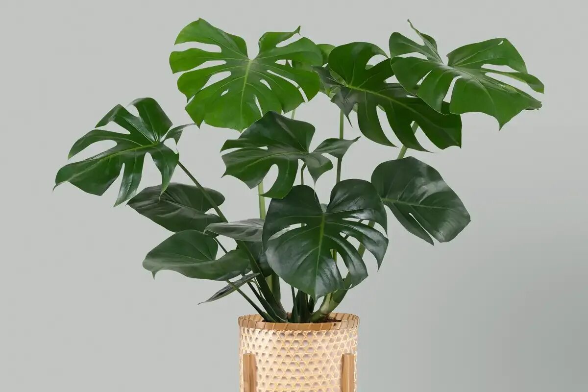 Nzalévejte monstera jako obvykle. Jeden trik vám pomůže zachránit její listy.