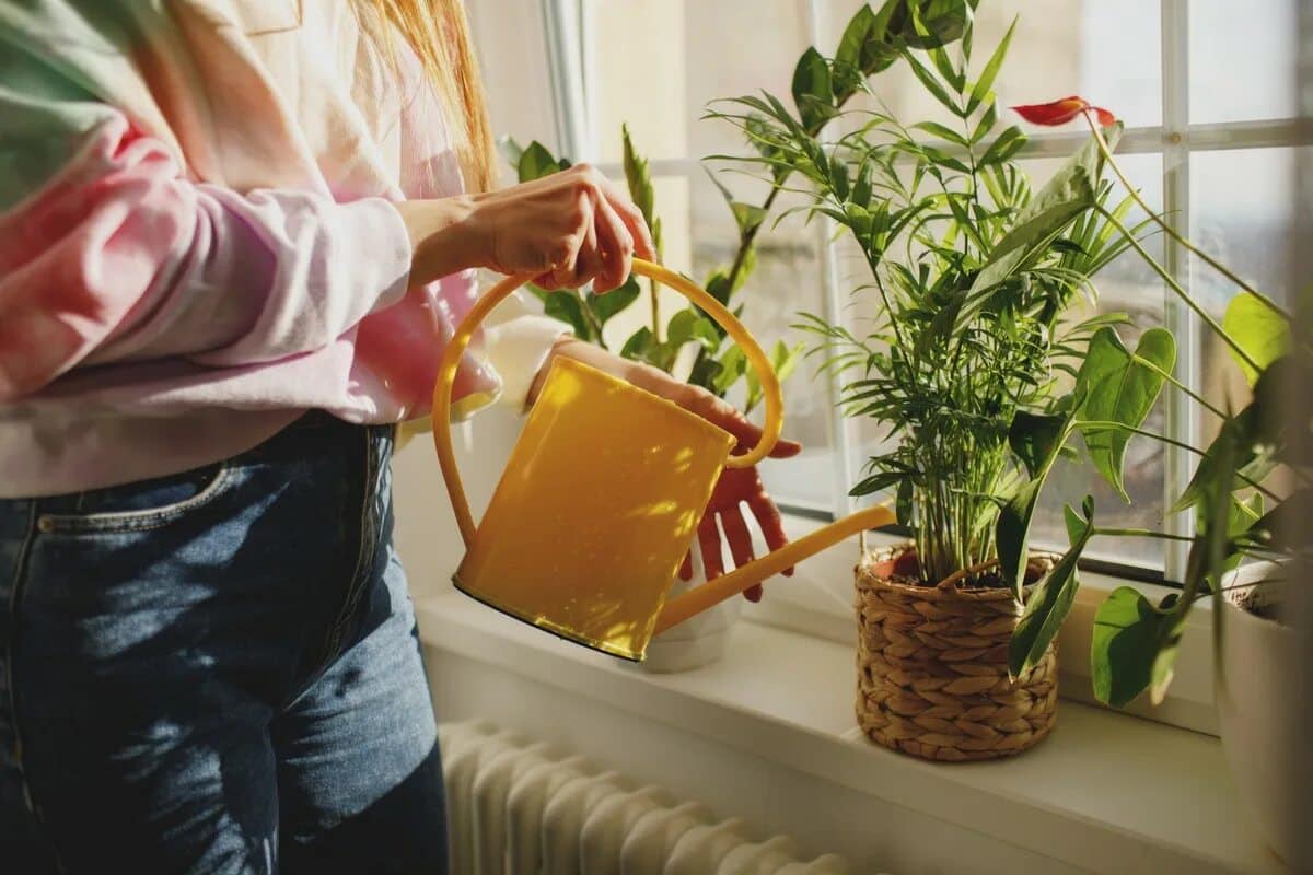 Jak zalévat květiny v zimě: tipy, které je udrží zdravé