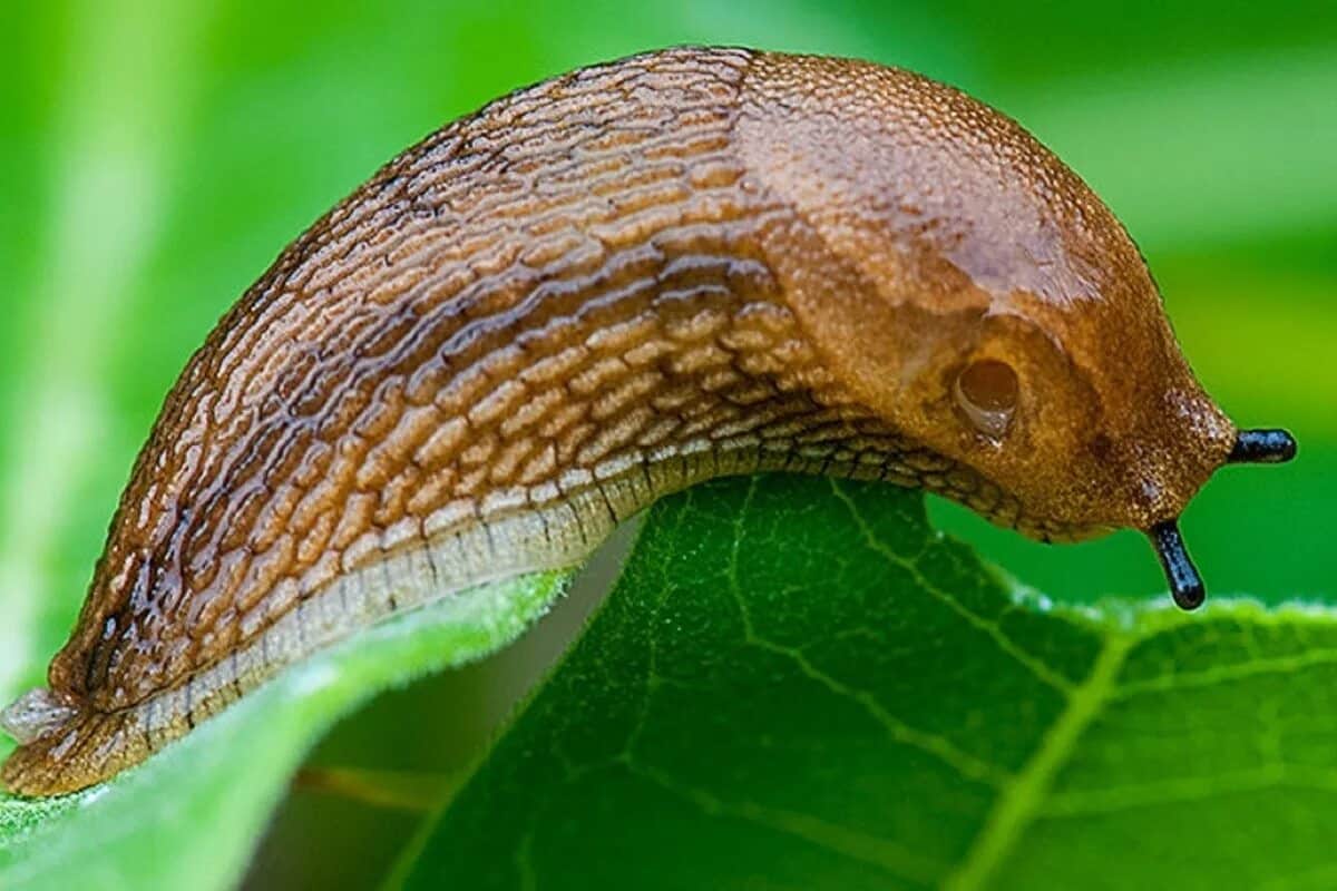 Jsou šneci bez ulity jedovatí?