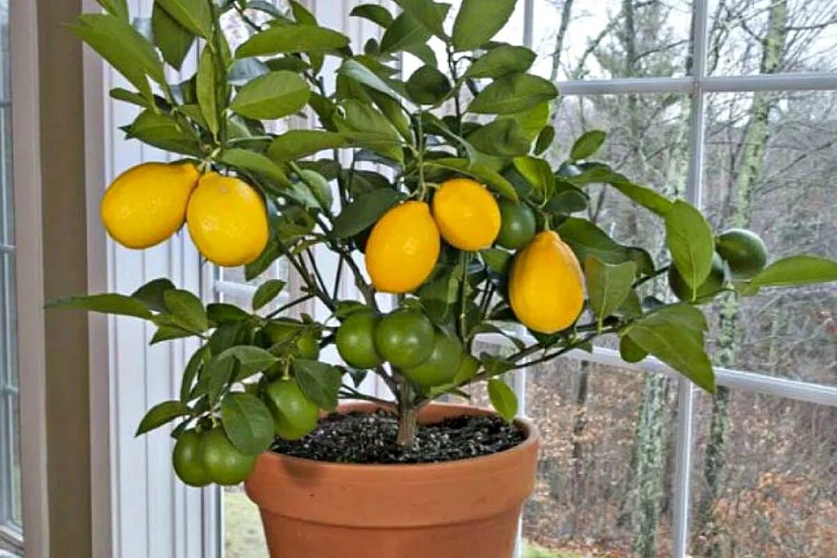 Citroník: lednový trik, který pomáhá zvýšit úrodu ovoce.