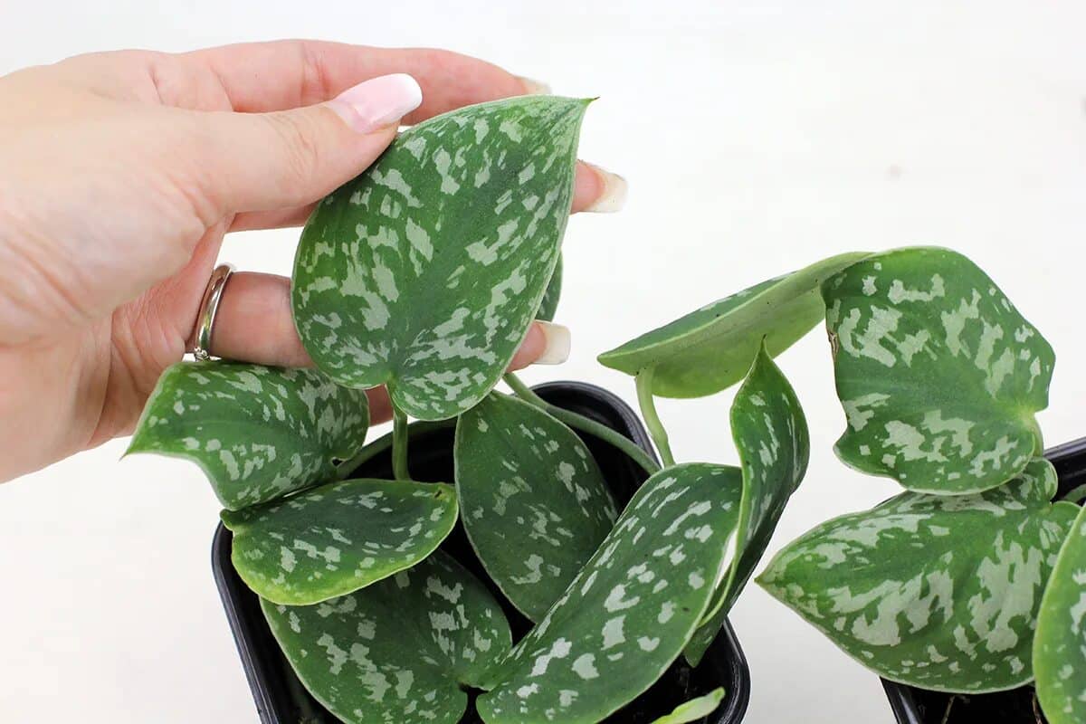 Jak pečovat o pokojovou rostlinu scindapsus a stimulovat růst jejích listů