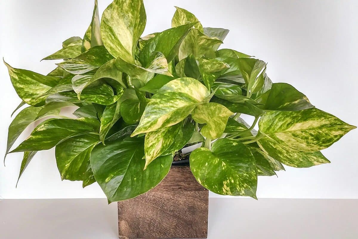 Jak pečovat o pokojovou rostlinu scindapsus a stimulovat růst jejích listů