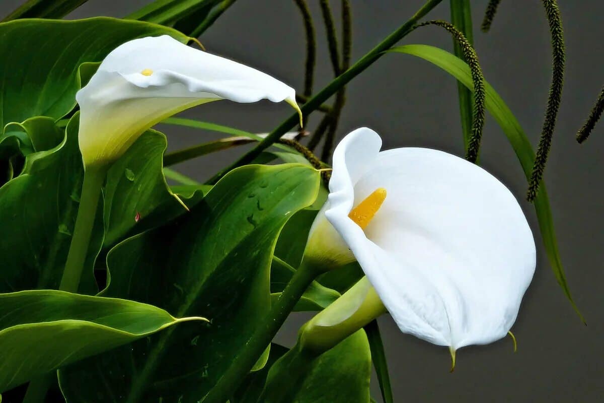 Ani kuchyně, ani koupelna: podle feng-šuej je to místo v domě, kam lze umístit kaly, aniž by to mělo negativní vliv na energii.