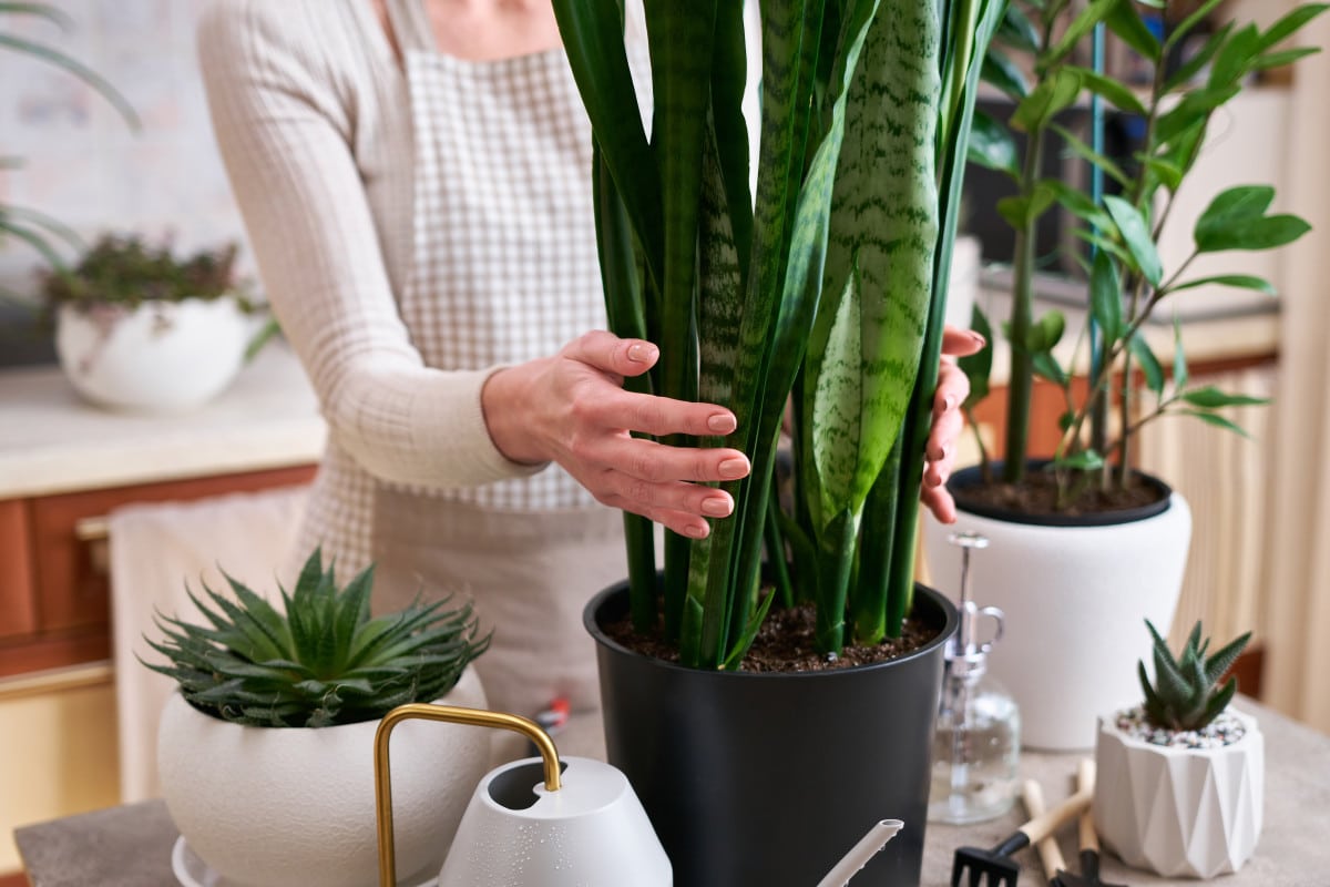 Pokropit jazyk tchyně bílým octem: k čemu to je dobré a proč se to doporučuje.