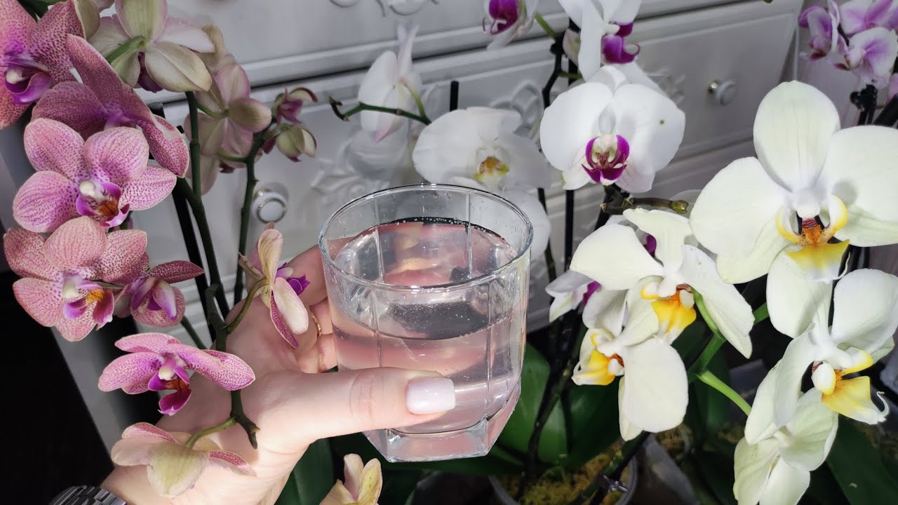 Vezměte 1 čajovou lžičku přípravku a zalijte jím zvadlé orchideje na parapetu. Za pouhé dva týdny se objeví poupata a květina bude krásnější než ta, kterou prodávají v květinářství. Péče o orchideje