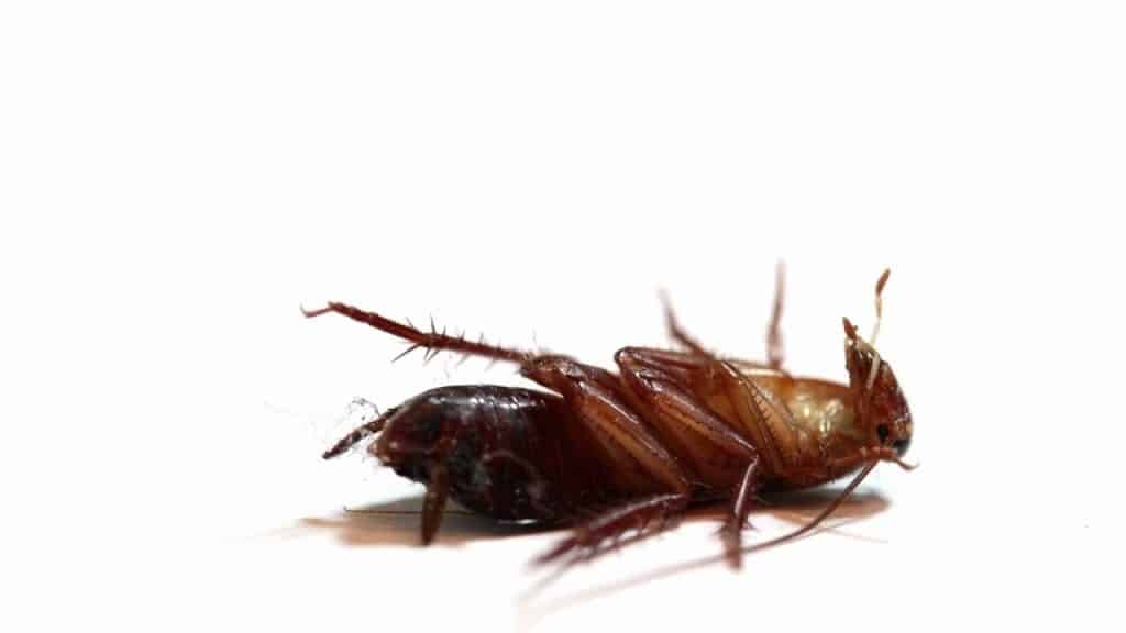 Smíchání cukru s jedlou sodou: k čemu to slouží a proč se doporučuje k hubení domácích škůdců.