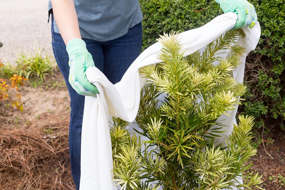 Myslíte si, že chráníte své rostliny před chladem... ale toto řešení může být ještě horší než mrazy.