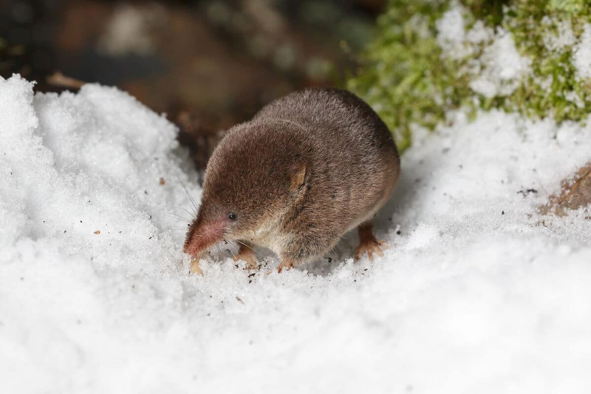 Úžasným způsobem se přizpůsobili zimě. Zmenšují velikost životně důležitého orgánu.