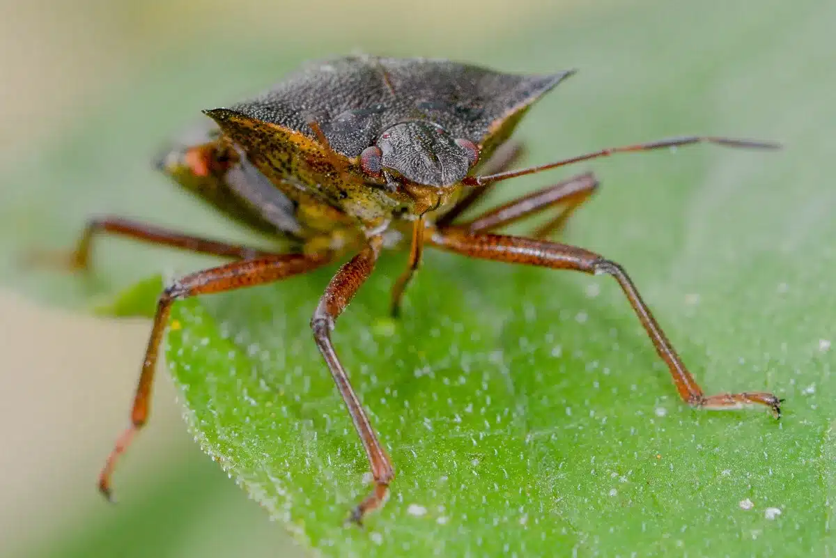 Tito hmyz létají do domu. Je lepší je nechat na pokoji.