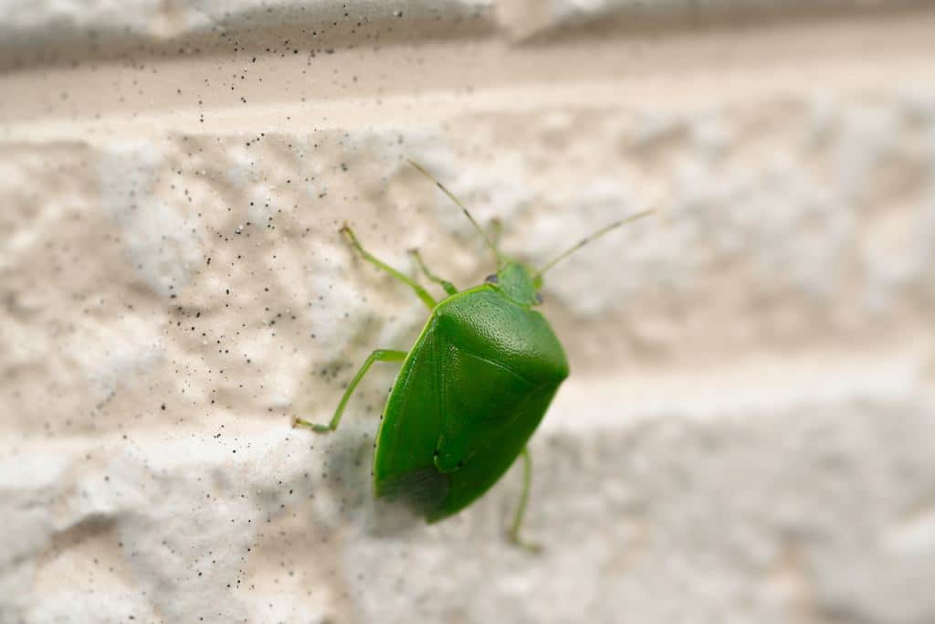 V zimě se dostává do domu. Raději se ho nedotýkejte. Mohli byste toho rychle litovat.