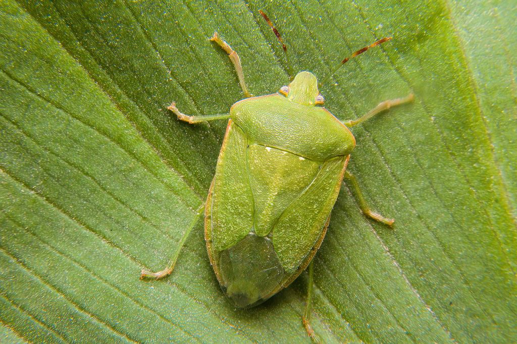 V zimě se dostává do domu. Raději se ho nedotýkejte. Mohli byste toho rychle litovat.