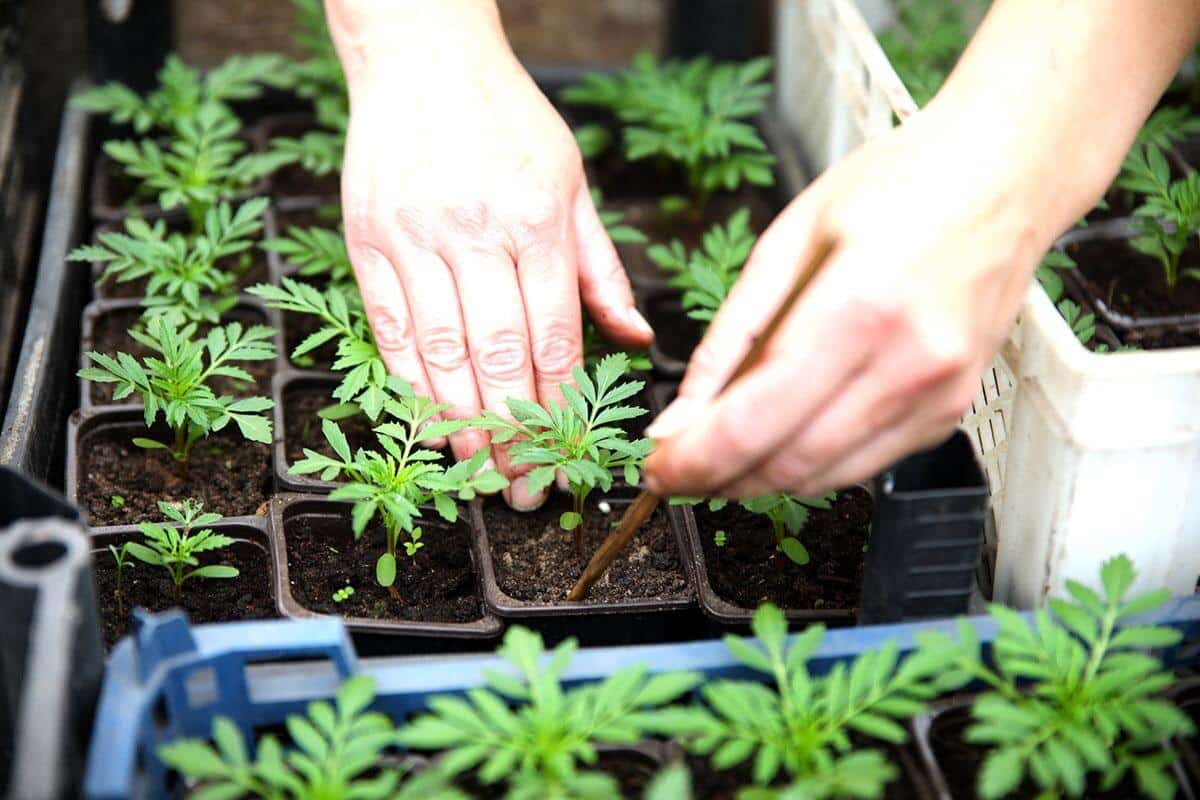 Proč je třeba tyto květiny zasít v lednu, aby se získaly sazenice? Seznam květin, které je třeba zasít v lednu!