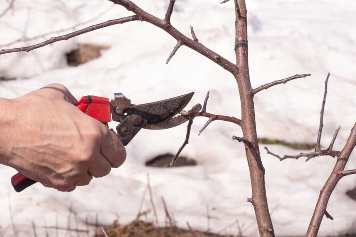 Aby se předešlo nepříjemným následkům na jaře, je třeba těchto 5 rostlin v lednu prořezat.