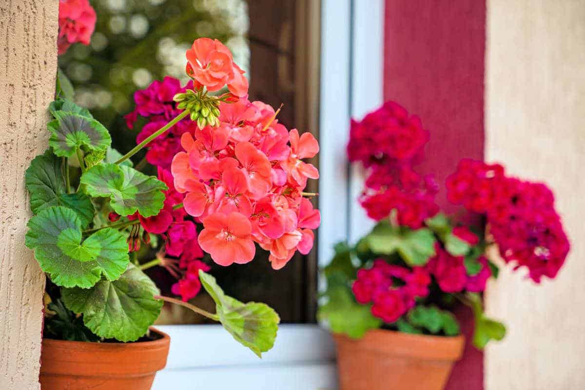 Geranium už není tak rozmarné: schéma množení řízky, které lze snadno zopakovat doma