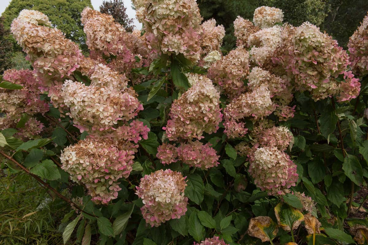 Hortenzie bez květů letos v létě: tento „sklizňový“ úkon na konci zimy by měl být všem zahradníkům zakázán.