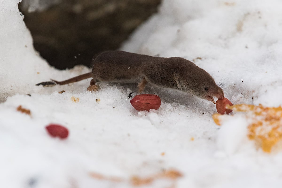 Úžasným způsobem se přizpůsobili zimě. Zmenšují velikost životně důležitého orgánu.