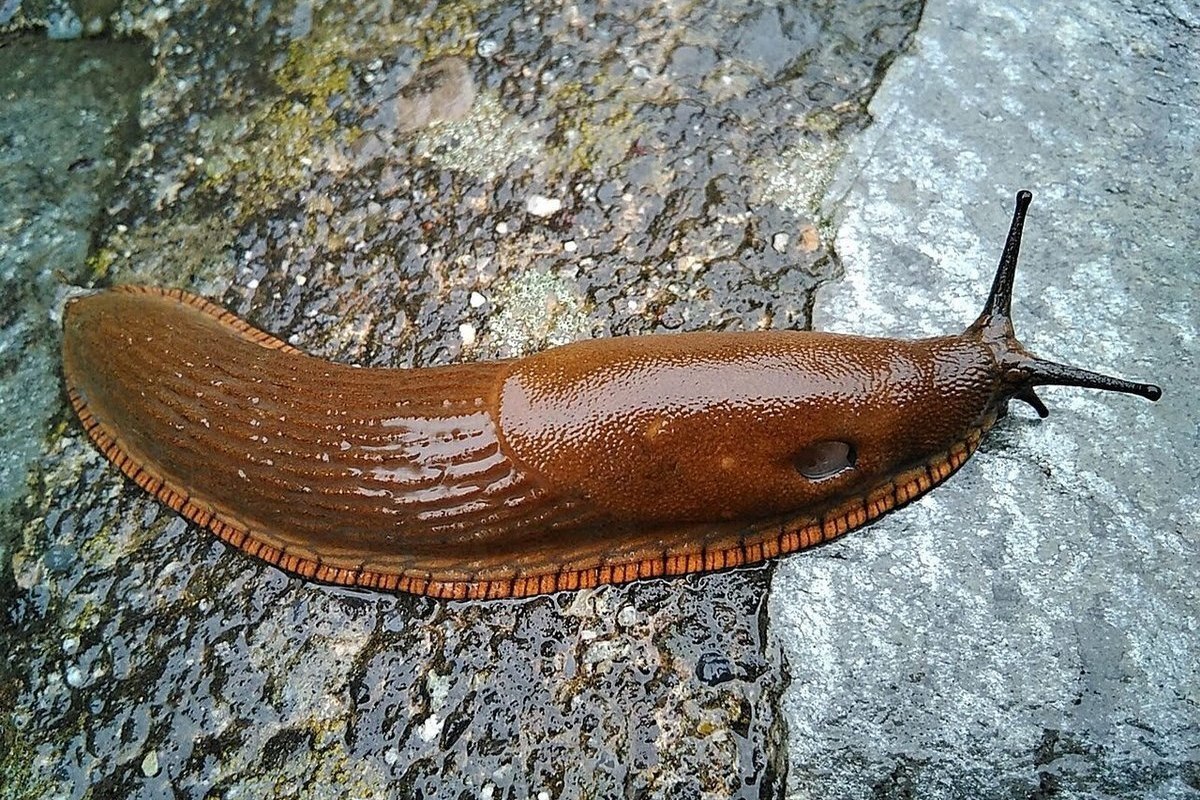 Jsou šneci bez ulity jedovatí?