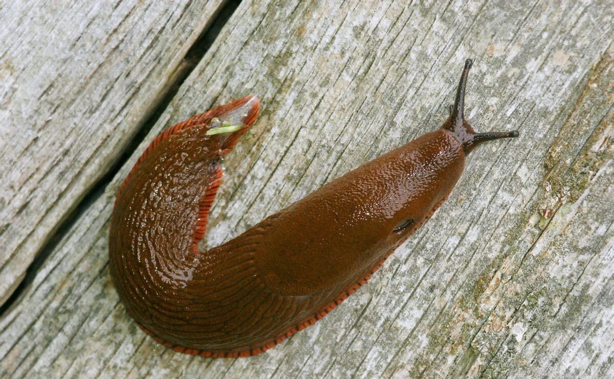 Jsou šneci bez ulity jedovatí?