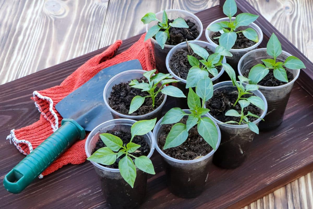 Pepř nevyklíčí? Půda je příliš studená.